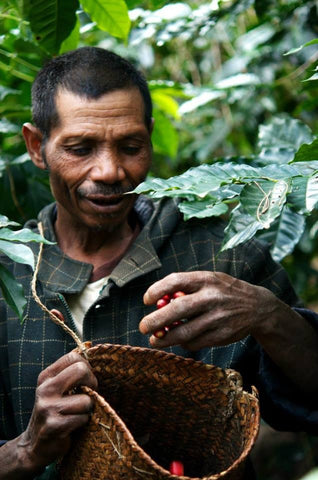 Single Origin - Timor (Timor-Leste)